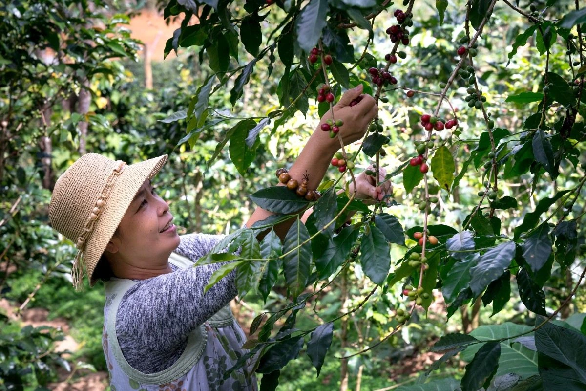 Puerto Rican Coffee Country