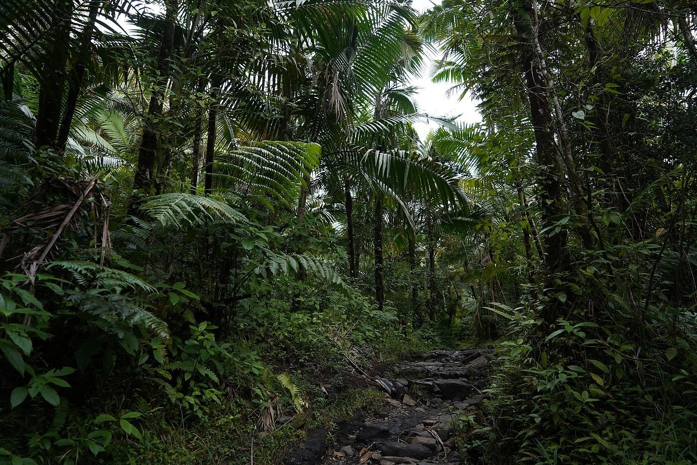 El Yunque National Forest
