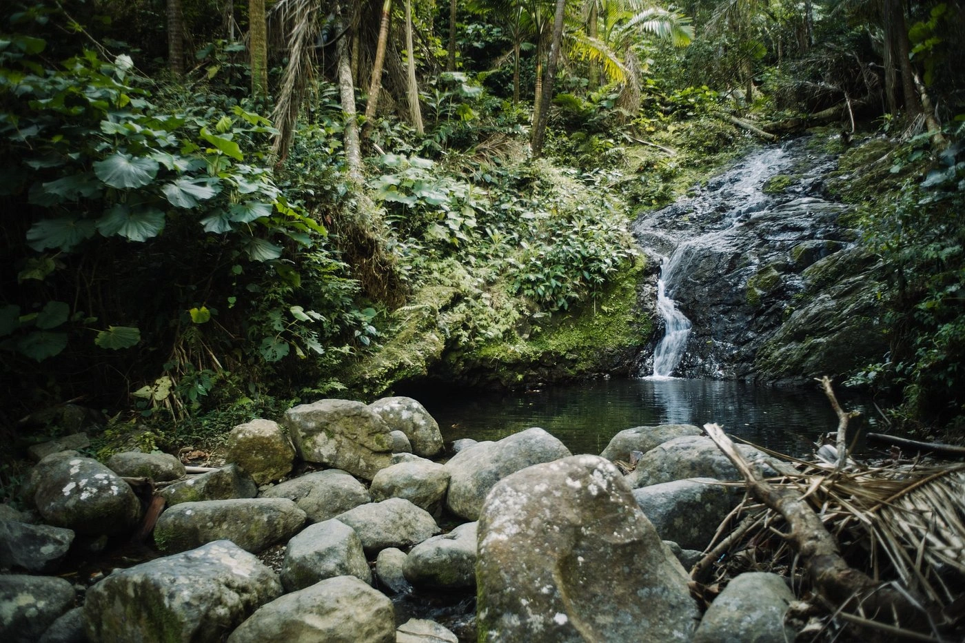 Toro Negro State Forest
