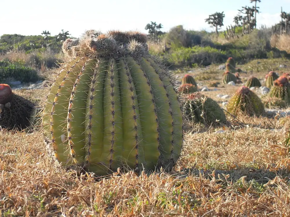 Guánica State Forest
